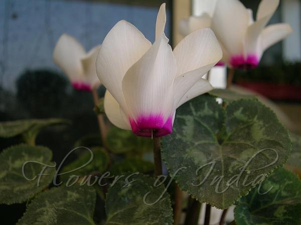 Florist Cyclamen